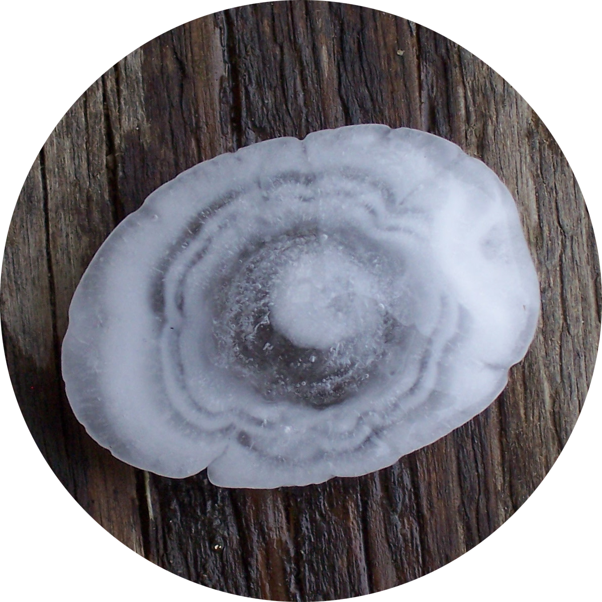 A hailstone cut in half