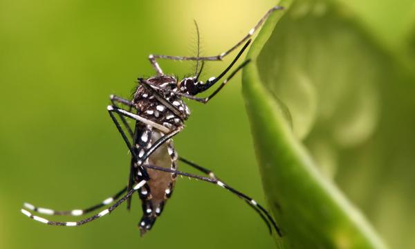 An aedes aegypti mosquito