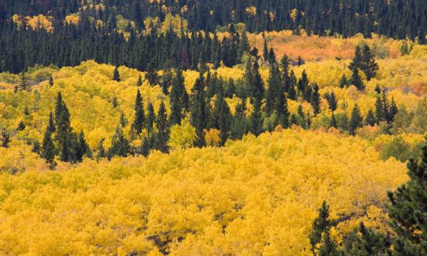 Autumn in Colorado by Caryle Calvin