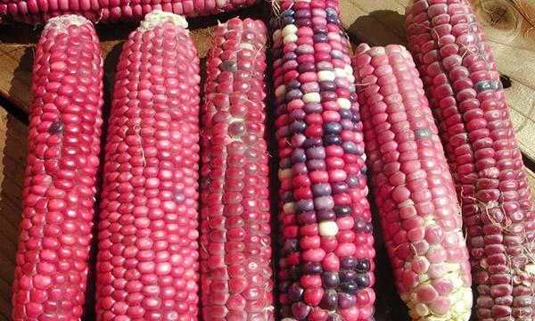 Hopi Wiekte corn