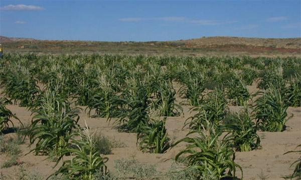 Hopi dryland farming