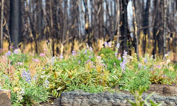 fire recovery in Grand Teton National Park