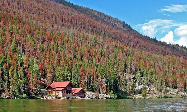 Dead trees in Grand County, Colorado